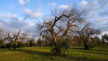 Portugal cuela la temida 'ébola de los olivos' en cinco árboles españoles