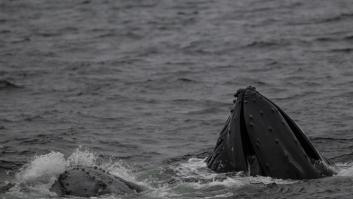 Una concentración de ballenas "sin precedentes" invade las Rías Baixas