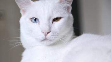 El gato diamante: la única raza del mundo sin color