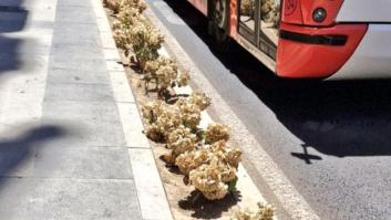 Publican una fotografía de unas flores al sol en Murcia y este comentario ARRASA