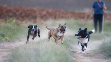 La raza de perro superior físicamente al resto que está prohibida en 4 países de Europa