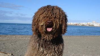Así es el perro de agua, el can español con raíces andaluzas