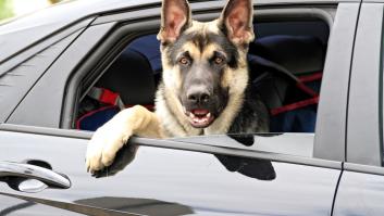 Alerta de Europa con su propuesta de ley que quiere obligar a llevar a perros en vehículos a menos de 25º