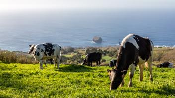 Francia tiene que entregar tres vacas a España cada año y esta es la razón