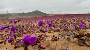 El extraño caso de la floración del desierto más seco del mundo