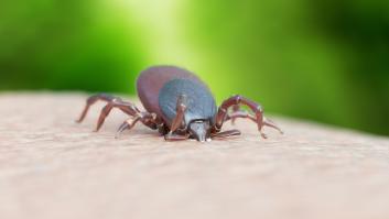 Una dermatóloga estadounidense viene al rescate de la plaga de garrapatas en España con 10 consejos