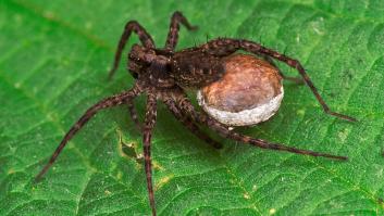 Descubierta una araña con el abdomen completamente blanco