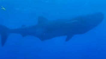 Unos buceadores logran grabar a una de las criaturas más grandes del mundo en Canarias