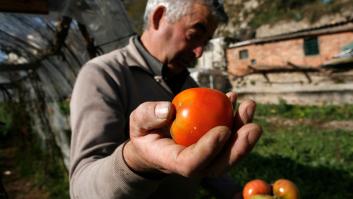 Una fábrica de tomate renace en Andalucía gracias a la Semana Santa