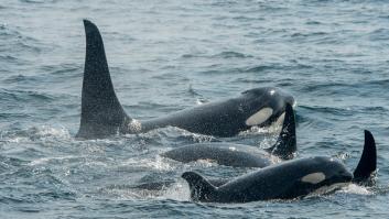 El mapa que revela el trayecto de un velero para huir de las temidas orcas del Estrecho