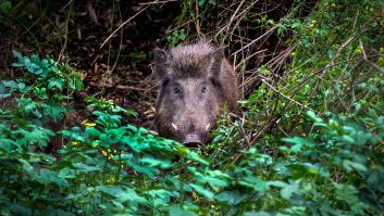 Un cazador se sorprende al encontrar uno de los jabalíes más raros jamás visto en España