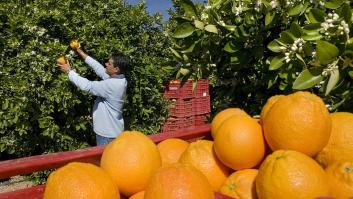 Dos nuevos enemigos preparan una de las peores cosechas del siglo para la naranja española de 2025