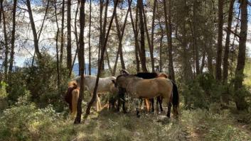 Giro radical para estos caballos: de ser condenados al matadero a ser “bomberos forestales"