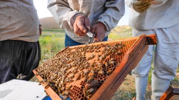 Investigan la comercialización de 40 toneladas de miel contaminada con pesticidas