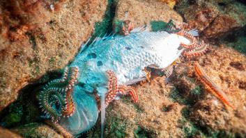 'Le Figaro' activa la alerta por la especie marina peligrosa que invade el Mediterráneo: su región española favorita