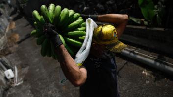 Retiran de manera inmediata más de una tonelada de plátano de Canarias en perfectas condiciones