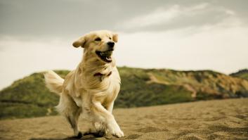 La playa de arena dorada de Córdoba donde tu perro puede pegarse un chapuzón