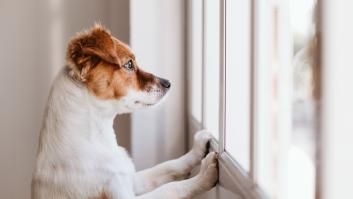 Ni ponerle abrigo ni disfrazarlo: una veterinaria gallega alerta de lo más grave que le puedes hacer a tu perro