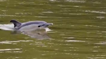 Londres pide alejarse del animal que ha aparecido en el río Támesis