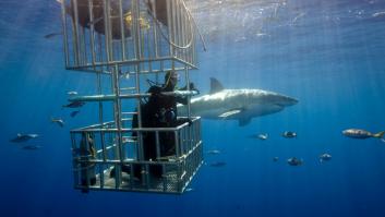 En busca del gran tiburón blanco perdido en las costas españolas