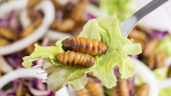 Avisan de la cantidad de insectos que te comes al año sin darte cuenta