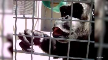 Este vídeo de un chimpancé hablando palabras humanas desmonta lo que se sabía del primate