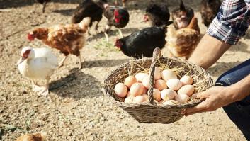 El ingrediente secreto para que los huevos de tu gallinero de autoconsumo sepan a gloria