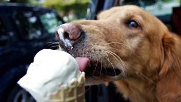 Un experto aclara si es perjudicial dar helados a los perros