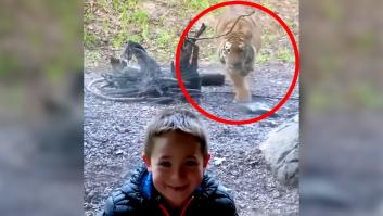 Un tigre se abalanza sobre un niño y todos respiran al ver lo que pasa al final