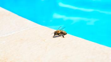 El trucazo para ahuyentar a la plaga voladora que cada verano invade las piscinas