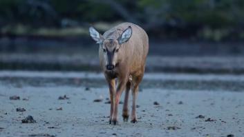 Encuentran en Magallanes un mamífero que se creía extinto desde 1979