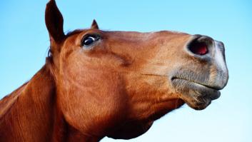 Los científicos no salen de su asombro con el último descubrimiento sobre inteligencia de los caballos