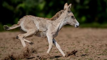 Nace uno de los animales más raros del mundo y graban sus primeros pasos