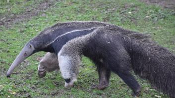 Esto es lo que puede llegar a medir la lengua de un oso hormiguero