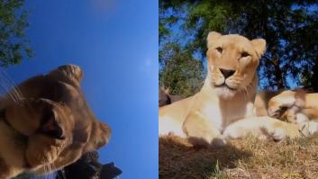 Una manada de leones encuentra una cámara oculta y lo que logra grabar te sacará una sonrisa