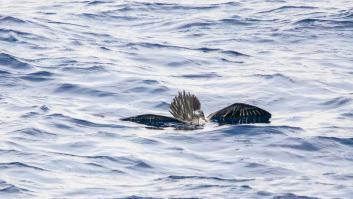 Un ave bate el récord de buceo en Baleares