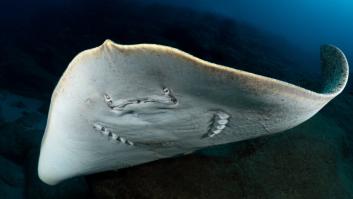 Un submarinista canario graba de casualidad al ejemplar más raro de un noble animal marino en peligro de extinción