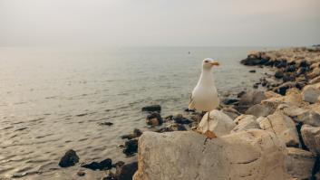 Los científicos alertan del peligroso papel de palomas y otras aves en la propagación mundial de los 'superbichos'