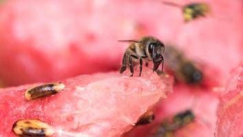 Los sencillos trucos para deshacerte de los mosquitos en tu frutero este verano