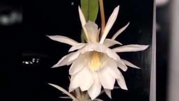 Graban el esplendor y la muerte de la Reina de la Noche, la flor que solo florece una noche al año