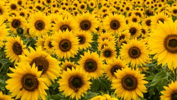 El santuario de los girasoles que debes visitar una vez en tu vida en España