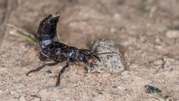 Este es el escarabajo más nocivo que no debes dejar que entre en casa: se le conoce como 'mini escorpión'