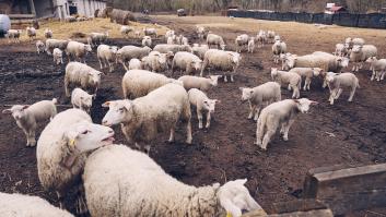 Se propaga la 'plaga azul' que ataca al ganado en dos focos separados en España y obliga al Gobierno a actuar