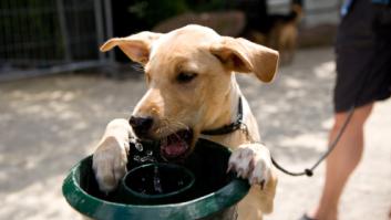 Una veterinaria advierte del riesgo de dejar que tu perro beba agua de fuentes públicas