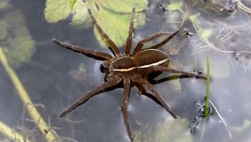 Alertan del regreso de arañas gigantes del tamaño de ratas que se creían extintas