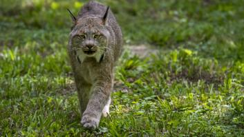 Graban a una de las especies felinas más esquivas del mundo: "Es fascinante"