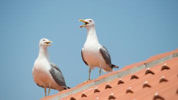 Las gaviotas toman la ciudad y los expertos avisan: "Si anidan en tu balcón no querrás salir"