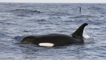 La abuela orca regresa a la costa española rodeada de familiares