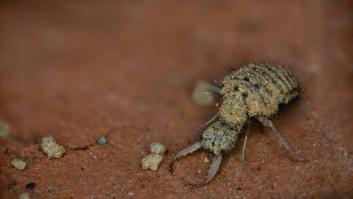 Descubren las trampas letales del "depredador más terrible de los insectos" que habita en España