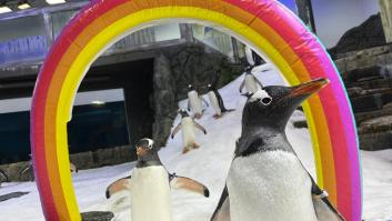 Muere Sphen, el famoso pingüino gay que incubó una cría con su pareja Magic